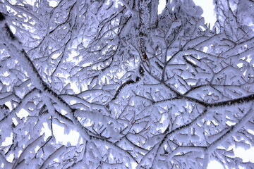 Japanese Winter Scene at Zao Zaoonsen Yamagata in the northeastern region of 
Japan
