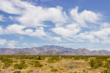 Desert in Arizona with green bushes and cacti on a sunny day with blue sky and white clouds. Nature near Phoenix, Arizona, USA
