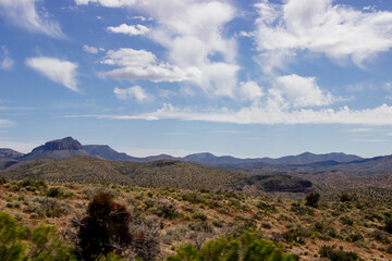 Desert in Arizona with green bushes and cacti on a sunny day with blue sky and white clouds. Nature near Phoenix, Arizona, USA