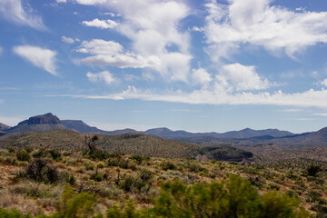 Desert in Arizona with green bushes and cacti on a sunny day with blue sky and white clouds. Nature...