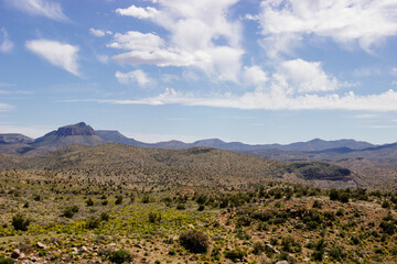 Fototapeta premium Desert in Arizona with green bushes and cacti on a sunny day with blue sky and white clouds. Nature near Phoenix, Arizona, USA