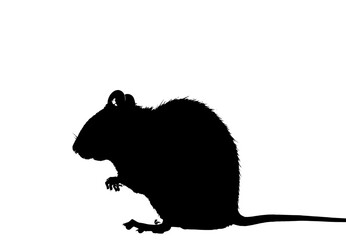 silhouette of a mouse.