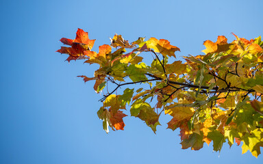 Yellow autumn leaves close-up against the sky, autumn landscape