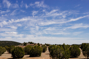 Desert in Arizona with green bushes and cacti on a sunny day with blue sky and white clouds. Nature...