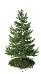 Landscaping. Coniferous trees on an isolated background. Spruce. 3d illustration.