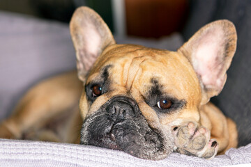 French bulldog lying in an armchair watching TV