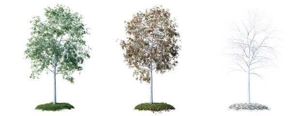3 season set of Alder tree transparent background 