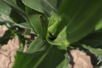 water drops on a leaf