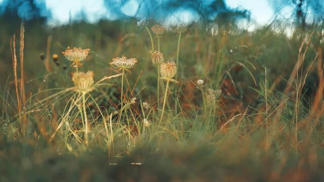 A closeup of rasses and weeds backlit by the sun in the summer meadow. Bokeh background.