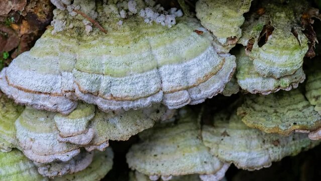 Bracket fungus seen growing on large oak tree stump. Trichaptum Fungi