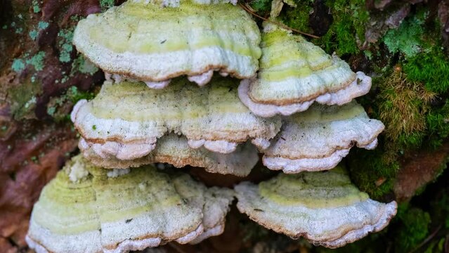 Bracket fungus seen growing on large oak tree stump. Trichaptum Fungi