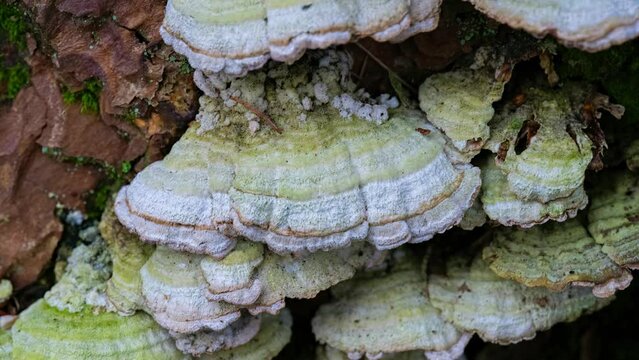 Bracket fungus seen growing on large oak tree stump. Trichaptum Fungi