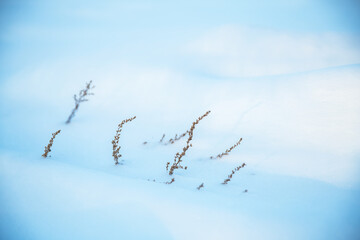 Beautiful natural winter background, dry grass growing from under the snow