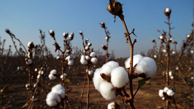 cotton buds in the field