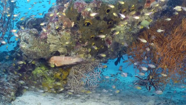 Diving shot picturesque seascape of an underwater fantastic coral reef with colorful tropical fish. Beautiful living coral gardens and lots of fish swim and feed in the clear transparent blue sea.