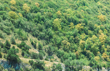 Fototapeta na wymiar Trees on the mountainside as a background