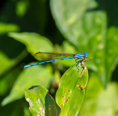 Blue Dragonfly Closeup Zoom
