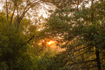A Blazing September Sunset Points the Way Out of a Forest Thicket in Tyendinaga, Ontario