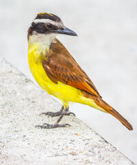 Yellow Bird Standing and Looking