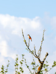 Little dove bird on tree branch