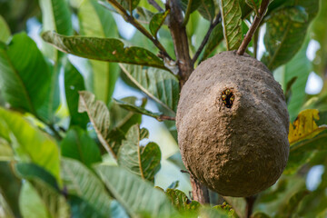 Wasp Honeycomb Nest on Tree Branch