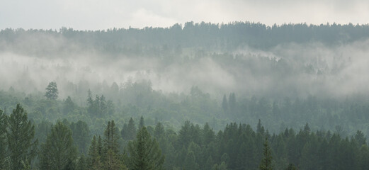 Mountain taiga, a wild place in Siberia. Coniferous forest, morning fog, panoramic view.	 - obrazy, fototapety, plakaty
