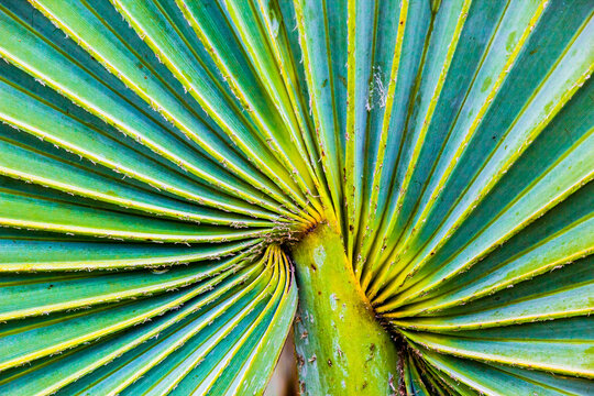 Penca Palm
