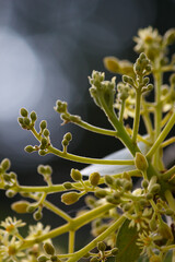 Avocado Tree Flowers
