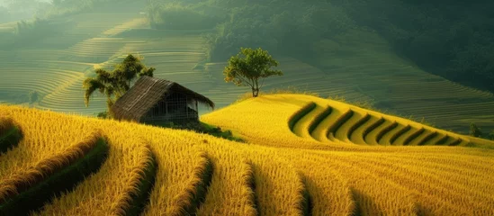 Papier Peint photo Olive verte Capture of Stunning Rice Barn Surrounded by Golden Rice Fields