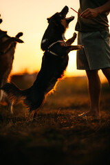 dog happy jumps and grabs dog treats on his owner's hand on the grass during the sunset. Pet family, Food, snacks concept..