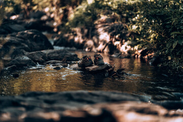 Hiking shoes and trekking pole on the rocks by the stream from the waterfall.