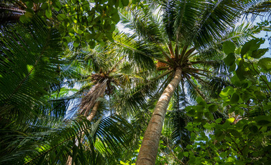 Palm trees in a dense green forest.