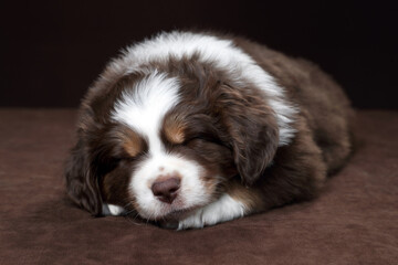 Cute little American Miniature Shepherd puppy on a brown background. Little fluffy puppy