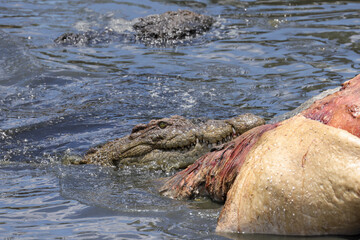 a crocodile tears out meat of a dead hippo in the Mara river