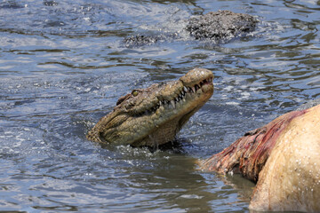 a large crocodile rips the flesh out of a dead hippopotamus in the Mara River