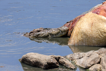 a crocodile tears out meat of a dead hippo in the Mara river