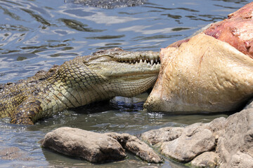 a large crocodile rips the flesh out of a dead hippopotamus in the Mara River