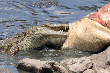 a large crocodile rips the flesh out of a dead hippopotamus in the Mara River
