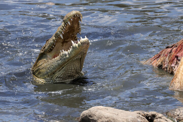portrait image of a eating crocodile in Mara river