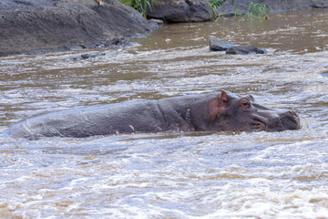 one single hippo in the waters of Mara river