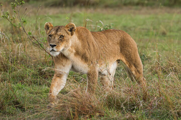a lioness in the savannah of Maasai Mara NP