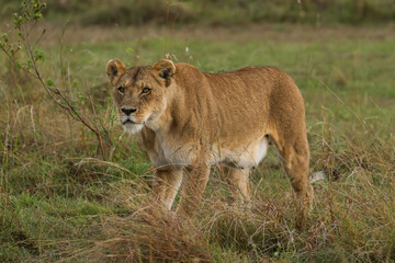 a lioness in the savannah of Maasai Mara NP