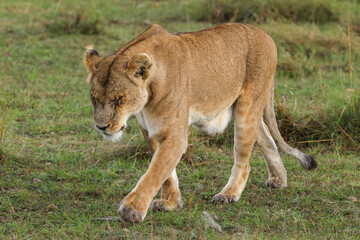 a lioness in the savannah of Maasai Mara NP