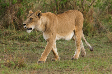 a lioness in the savannah of Maasai Mara NP