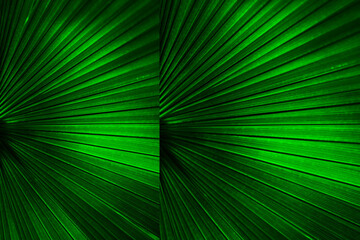 Dark green color sparkle rays lights with elegant abstract background.
