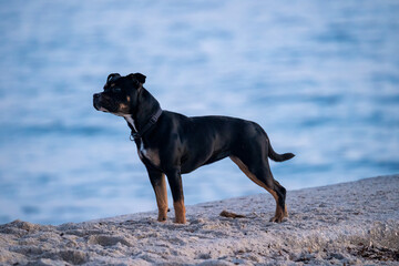 A Staffie dog runs on the beach. High quality photo