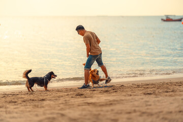 Dog running on the beach with owner. dog, pet, family concept.