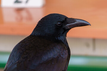 横を向くカラスの顔