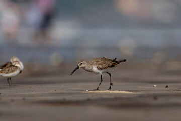 Curlew sandpiper (Calidris ferruginea), a small wader, observed at Akshi Beach in Alibag, Maharashtra, India