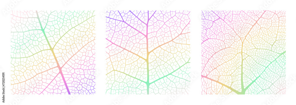 Wall mural leaf vein texture abstract background with close up plant leaf cells ornament texture pattern. gradi